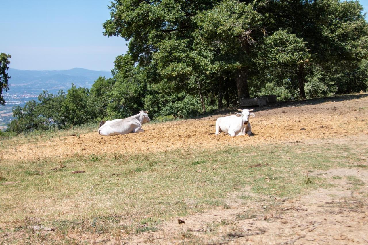 Agriturismo Con Piscina In Toscana, Tribbiano Arezzo Esterno foto